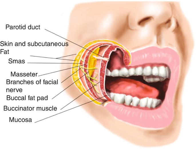 Bichectomy surgery in turkey clinmedica